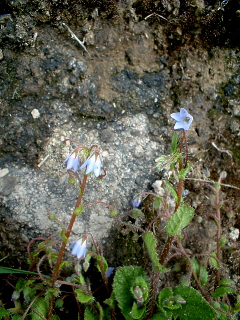 Borago pygmaea / Borragine della Sardegna